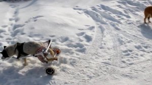 Вместо задних ног у собаки - колесики