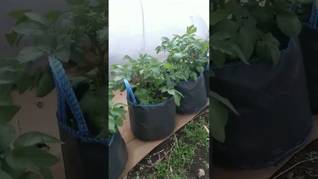 Картофель в мешках. Ранний урожай картофеля в Сибири. #садоводство #картофель смотреть онлайн