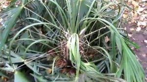 укрытие пальмы на зиму