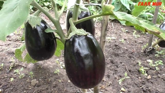 Когда сажать баклажаны Проращивание баклажанов