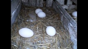 Как несутся куры! Собираем яйца!