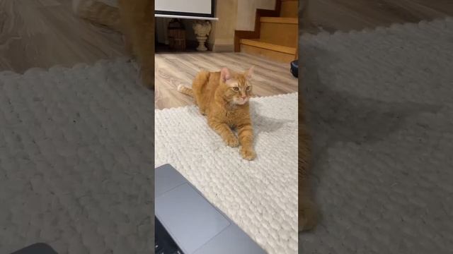 Какие Декорации Вам Понравились