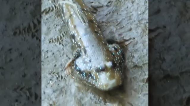 Мудскипер смотреть онлайн