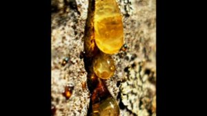 Сосновая смола (живица) http://zdravo.ucoz.ru/