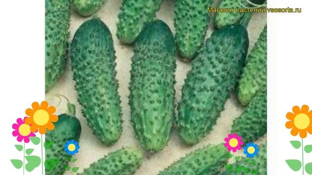 Огурец гибридный F1 Мальчик с пальчик. Краткий обзор, описание характеристик F1 Malchik s palchik смотреть онлайн