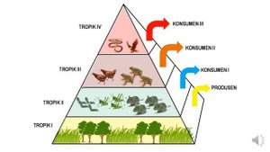 Экологические пирамиды