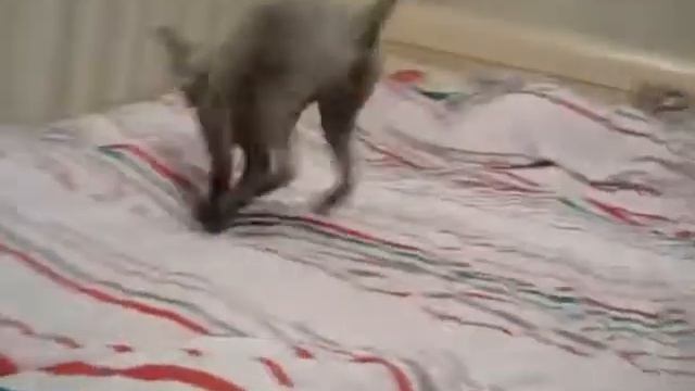 прикол с котом ржака смешное видео смотреть онлайн