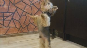 Танцы Йорка.