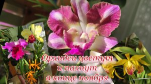 Обзор цветущих орхидей в домашней коллекции. Выращиваю орхидеи в квартире. ОЧЕНЬ много красивых орх