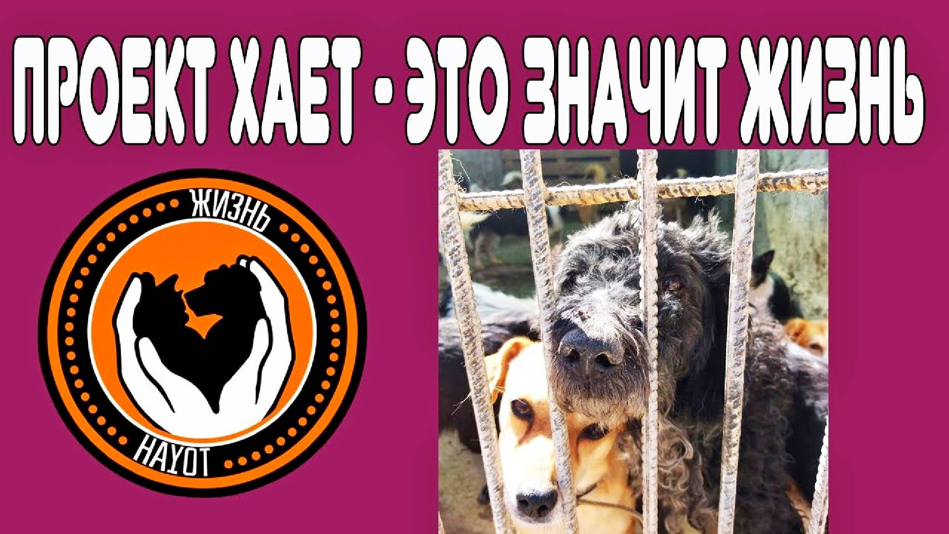 Самый большой в мире приют для бездомных животных.