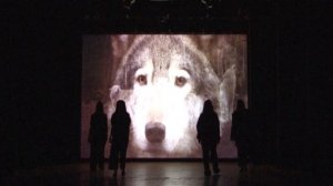 Люди и волки