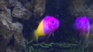 Королевский псевдохромис-Royal dottyback (Pictichromis paccagnella). Март 2022