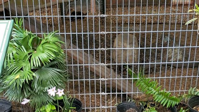 Парк джунглей,Флорида смотреть онлайн