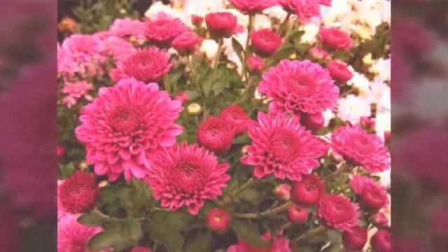 Любимые цветы смотреть онлайн