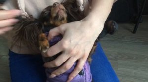 Про Ботинки для Собак (часть 1)