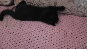 Жил на свете маленький котенок. Детская песенка