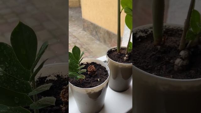 Замиокулькас 2023 | Как активировать замиокулькас | Как поливать долларовое дерево смотреть онлайн