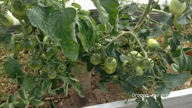 С этим средством фитофтора обойдет вас стороной.mp4 смотреть онлайн