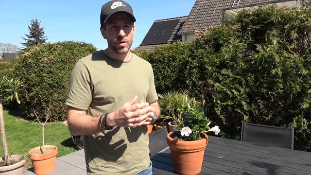 Was die Dipladenia gar nicht mag - Diese FEHLER bei der Diplandia unbedingt vermeiden смотреть онлайн