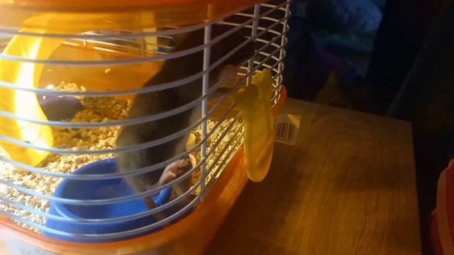 мыши крысы кошки смотреть онлайн