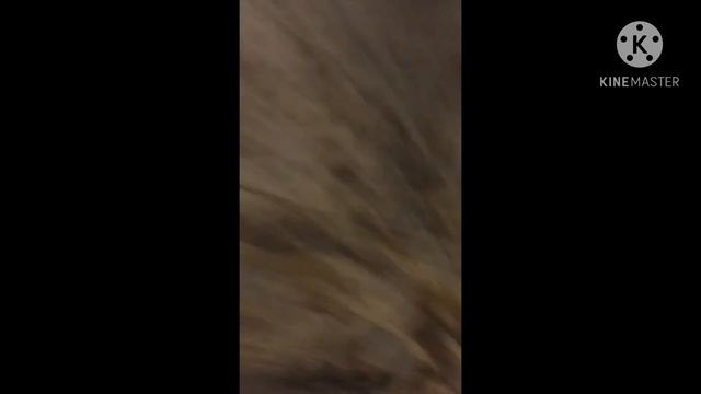 Mezclando aceite con anticongelante,porque? Ford CONNECT смотреть онлайн