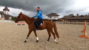 Новый конь. Какой должна быть первая лошадь.?? Как выбрать лошадь для новичка?