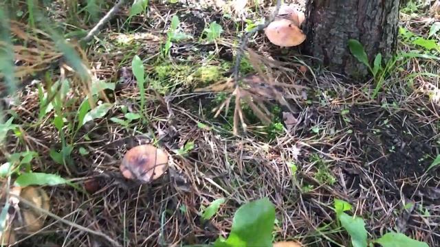 Дальнобой за грибами. Ребята, мы напали на Маслята! смотреть онлайн