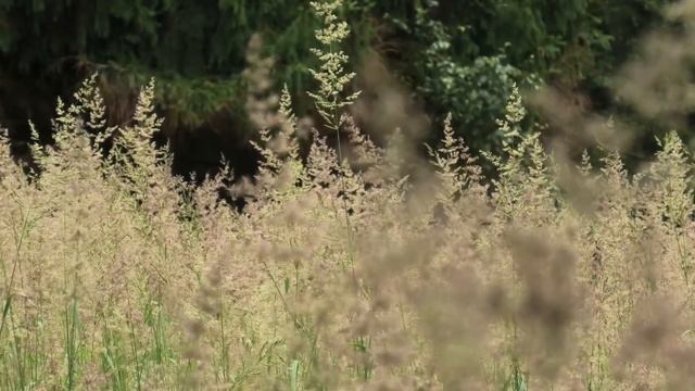 Пл 177км (БМО) Одинцовский район Московской области (Часть 2).  Природа, июль 24.07.19 смотреть онлайн