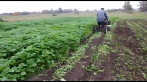 Заделываем сидераты мотоблоком с фрезой и адаптером.