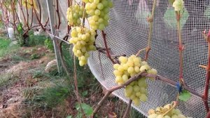 ??Виноград Лора (Флора). Ранний сорт винограда. Виноград севера.