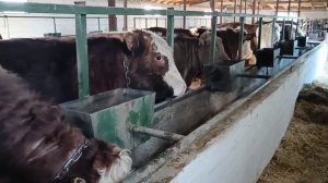 Откорм быков. цены на мясо, как выгоднее сдать бычка на мясо, на что обратить внимание .