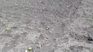 Сеем лебеду