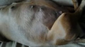 Такса Тася.Цуценята грають у футбол у мами в животику.