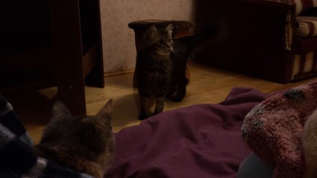 Трехцветный котенок из Зеленограда и Мейнкун смотреть онлайн