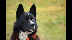 Как выглядят породы собак ( Карельская медвежья собака)