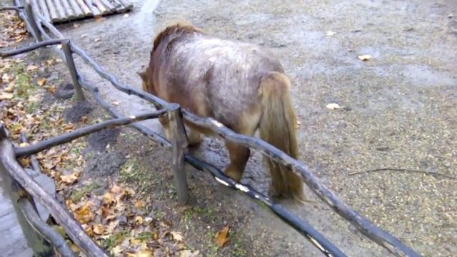 Фалабелла. Сафари-парк Краснодара смотреть онлайн