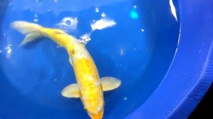 Дойцу Ямабуки Хариваке Oofuchi