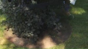 Приствольный круг из пластикового бордюра ГеоПластБорд 45мм, 58мм и 78мм.