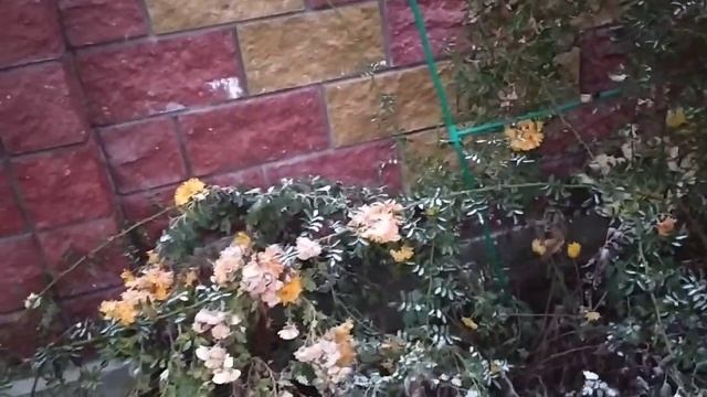 Осене зимняя обрезка хризантем. Куда девать обрезанные ветки? смотреть онлайн