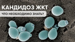 Кандидоз ЖКТ  Запись прямого эфира