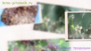 Где купить саженцы винограда с доставкой Крым