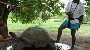 Esmeralda worlds oldest and largest tortoise