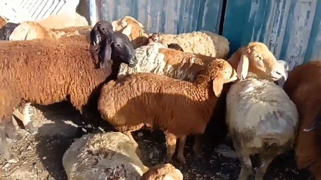 худжанд зафаробод молбозор нархи молхои майда !