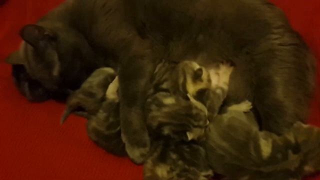 НОВОЕ ЖИЛЬЁ ДЛЯ КОТЯТ. КАК ВЫГЛЯДЯТ НЕДЕЛЬНЫЕ КОТЯТА. ОКРАСЫ ШОТЛАНДСКИХ КОТЯТ. Пермский Влог 69. смотреть онлайн