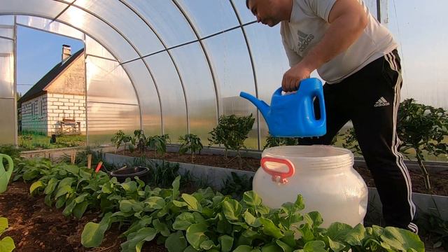 Пробуем восстановить дуб при помощи Циркона, прикормка огурцов калиевой селитрой. смотреть онлайн