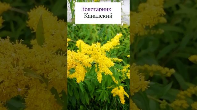 Золотарник канадский.?
