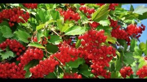 Вот почему надо употреблять Калину! Польза и Вред.