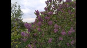 Сирень.Народные приметы и поверья.Где можно сажать