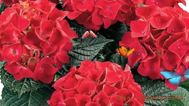 Гортензия крупнолистовая Хот Ред (khot red) ? Хот Ред обзор: как сажать, саженцы гортензии Хот Ред смотреть онлайн