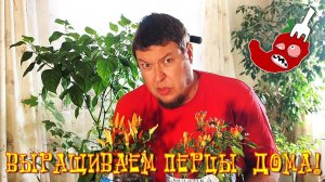 Как вырастить перец дома? Часть 22. Перец ещё жив!